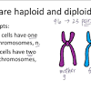 Diploid was created by avihai assraf, an artist by heart that was. 1