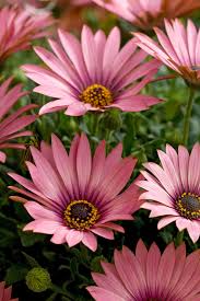 Image result for Osteospermum