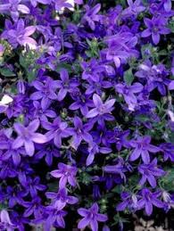 Campanula Poscharskyana Serbian Bellflower Bellflower Rock Garden Plants Flower Garden Plans Plants