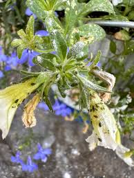 Image result for Impatiens mildbraedii