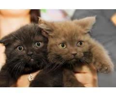 Ender Renklerin Oldugu British Shorthair Yavrulari Irk Garantili Animals Cats Shopping