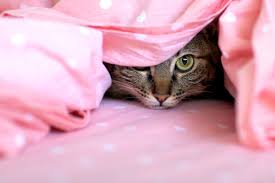 They are usually laid read about the adoption policies and procedures for each shelter you find and decide which one works best for you. 5 Things To Know About Bringing An Adult Cat Into Your Home Catster