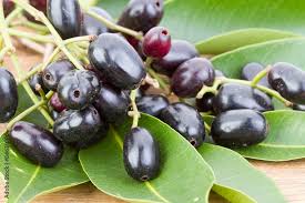 Image result for Syzygium cumini