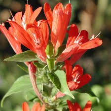 Image result for Justicia