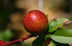 My area has (on avg) about 350 hours per year of winter chill. Types Of Apricots