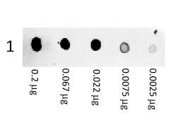 The igg antibody secretory cells (ascs) in small intestine were particularly observed through immumohistochemical staining, then after were analyzed by statistical methods. Mouse Igg H L Antibody Phycoerythrin Conjugated Pre Adsorbed 610 108 121
