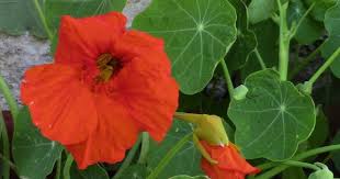 посадка цветов на рассаду в марте по лунному календарю Nasturciya Posadka Semenami Uznajte Moj Vyvod O Posadke In 2020 Plants