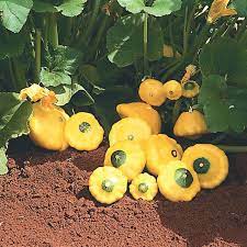 Check spelling or type a new query. Sunburst Summer Squash Vegetables Veseys