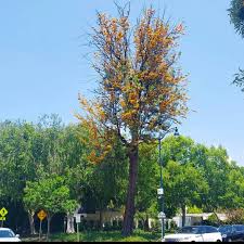 Image result for Grevillea robusta