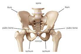 All of the anatomical parts of the hip work together to enable various movements. Pelvis Hip Anatomy