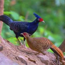 Colorful Bird With Big Feathers Pin On Beatiful And Colorful Birds