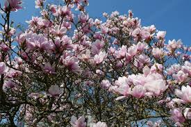 Check spelling or type a new query. Southern Magnolia Tree Florida Landscaping Today