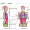 Blank anatomical position diagram human body anatomy. Https Encrypted Tbn0 Gstatic Com Images Q Tbn And9gcqv2hrnmi0ontpave47zbxmli7ixnoydx0sltp61pu77cbciihb Usqp Cau