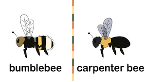 Walk slowly and calmly in the opposite direction or past it. How To Get Rid Of Bees 15 Steps With Pictures Wikihow
