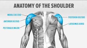 Human muscle system, the muscles of the human body that work the skeletal system, that are under voluntary control, and that are concerned with movement, posture, and balance. All About Shoulder Pain Bodybuilding Com
