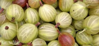 Established gooseberry bushes are pruned in the winter and summer. Growing Gooseberries From Planting To Harvest