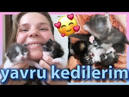Toilet And Food Training For Baby Cat So Pretty Kittens Youtube