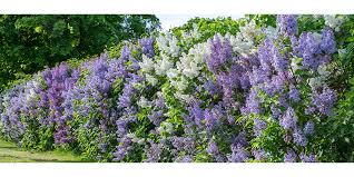 We have selected the best three plants for privacy fences. 10 Ways To Use Plants For Privacy