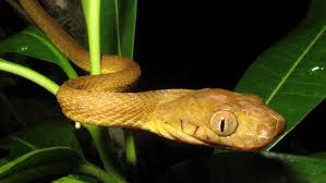 In the history of gaming this is the most influential game in the video game universe, it's a classic arcade game called google snake unless you've been living under a rock the past 30. Brown Tree Snakes Use Their Tails As Lassos To Climb Wide Trees Science News