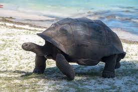 Giant Tortoise - Wikipedia