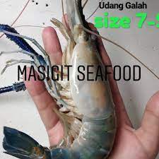 Budidaya udang galah infoikan.com udang galah di kenal dengan nama udang watang. Jual Udang Galah Super Isi 7 9 Pc Kg Seafood Jakarta Timur Masigit Seafood Tokopedia