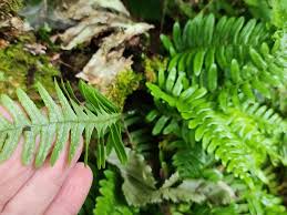 Image result for Polypodiaceae