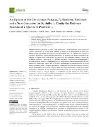 Image result for Panicum habrothrix