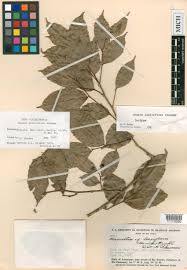 Image result for Bivinia jalbertii