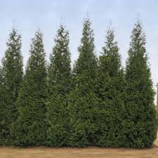 Thuja occidentalis) american pillar arborvitae will grow to be about 25 feet tall at maturity, with a spread of 4 feet. Junior Giant Thuja Trees For Sale Brighterblooms Com
