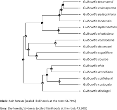 Image result for Guibourtia schliebenii