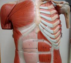 If you're looking for a reliable. Cs 1717 Of The Torso Diagram Muscles Of The Torso Human Anatomy Diagram Free Diagram
