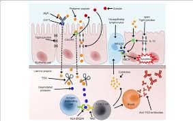 A pathologist will assign a modified marsh type to the biopsy findings. Adapted Simplified Pathogenesis Of Celiac Disease 3 5 9 Prolamin Download Scientific Diagram