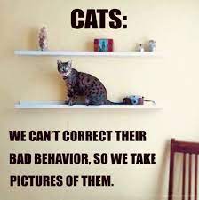 This Is So Me Cats Cat Quotes Funny Baby Cats