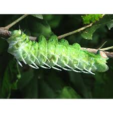 Apparently when i googled it, i remember now, when i went to a farm my friend worked in, i saw this ridiculously huge caterpillar that scared the crap. Giant Atlas Moth Attacus Atlas 15 Eggs