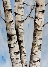 Birch tree png & psd images with full transparency. Pin On Trees