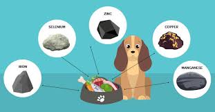 The 5 Trace Minerals Your Dog Needs In His Diet