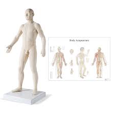 Rand swenson, d.c., m.d., ph.d. Male Acupuncture Model With Body Chart 3b Scientific 3011920 Acupuncture Models Acupuncture Reference Figures