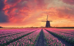Lilies, iris, tulips, zantedeschia's, liatris, freesia's, gladiolus are imported from holland, france, israel or chile and are then prepared and shipped for your individual. Flower Exporters In Holland Flower Companies
