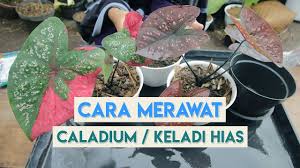 Cara Merawat Tanaman Hias Caladium Keladi Hias Youtube