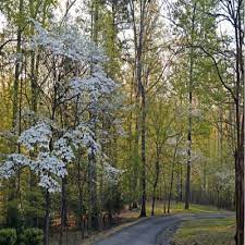 Was jesus crucified on a dogwood tree. The Christian Legend Of The Dogwood Tree Drtoddshupe Com