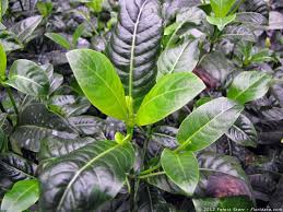 Image result for Loganiaceae