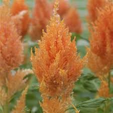 Pin On Flower Farming