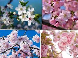 Some of the obvious ones which are of particular interest to gardeners are listed below. Types Of Cherry Blossom Trees With Japanese Cherry Blossom Pictures