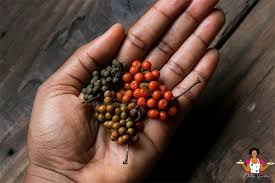 Image result for Piper guineense