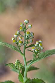 Image result for Dichrocephala