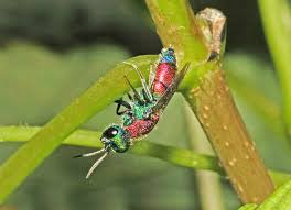 Image result for Gonatopus clavatus