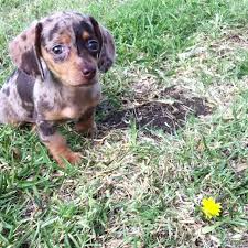 Reverse Dapple Dachshund Alright This Dog Adorable Dapple Dachshund Dachshund Painting Dachshund