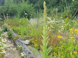 Auch hier ist es wieder sinnvoll, eine leichte drainage anzulegen. Trockenmauern Totholz Steinhaufen