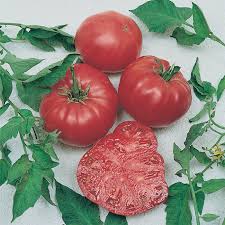 Sow beefsteak tomato seeds half an tomatoes require at least 8 hours of sunlight a day. Watermelon Beefsteak Tomato Heirloom Tomato Seeds Totally Tomatoes
