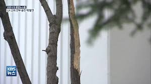Lh 직원들의 신도시지역 투자 비리로 인해서 중압감을 이기지 못하고, lh 본부장 a씨가 투신하게 되었다. Fukrmupodmirxm